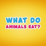 ¿Qué comen los animales?